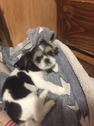 Shih Tzu Pup FEMALE, View more