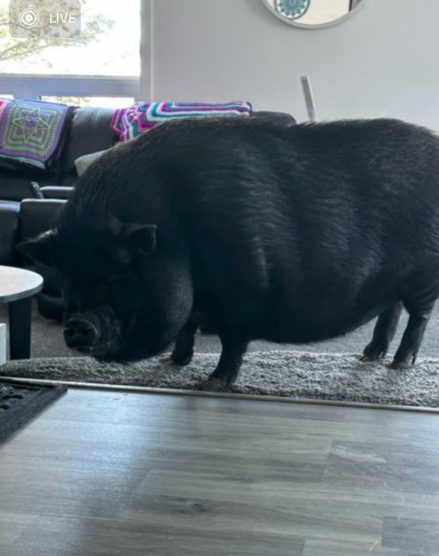 Veitamese Pot Belly Pig Other Calgary Kijiji