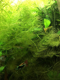 Hornwort -aquarium plant - available 