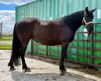 Well started registered Canadian Horse filly for sale