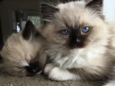 Ragdoll certifié pure race, View more