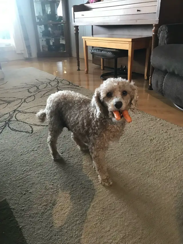 poodle puppies for sale in Dogs & Puppies for Rehoming in Edmonton - Image 5