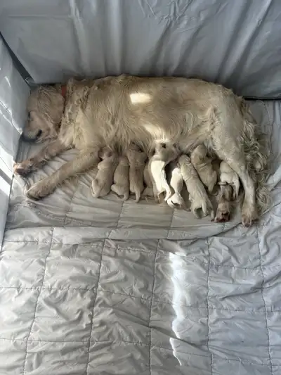 Puppies are here!❤️❤️❤️, View more