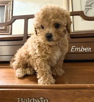 Adorable Poochons *Ready to go!*, View more