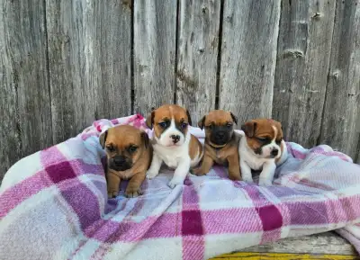 4 Adorable female Jug puppies. The mother is a pure Jack Russell ( calm and super smart). The father...