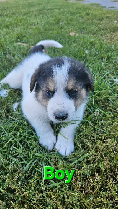 Puppies Ready Oct 20, View more