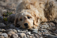 F1 Goldendoodles 3 months old  - as sweet & trained as can be !!
