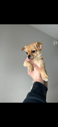 Chihuahua puppy ready to go