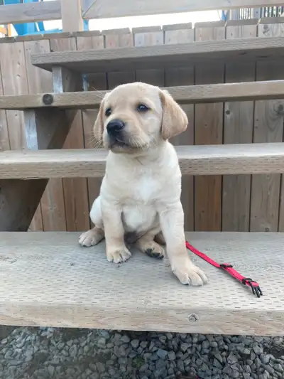 Purebred CKC Yellow lab Puppies, View more