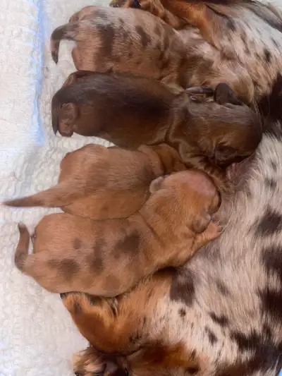 Je vous présente mes superbes saucissons ils seront très bien socialisés avec chats chiens enfants a...