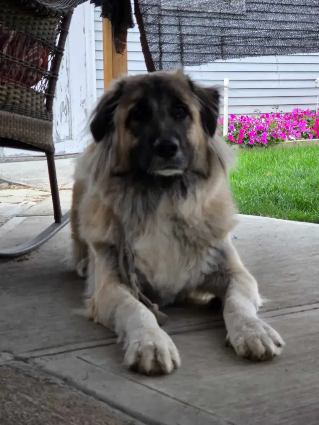 Dog for Rehoming | Dogs & Puppies for Rehoming | Penticton | Free local ...