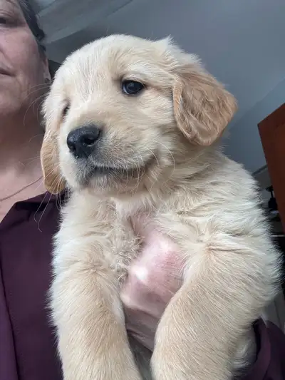 Oakley X Marner: 11 puppies born on December 20th. Pups will be ready to go home February 14th. 1 FE...