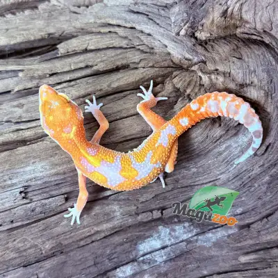 GECKO LÉOPARD RED DIAMOND MÂLE 07/05/25, View more