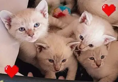 ❤️Mignons Chatons Siamois❤️Beautiful Siamese Kittens, View more