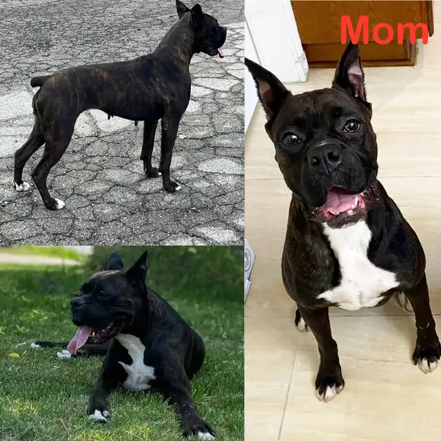 Purebred Boxer Puppies! in Dogs & Puppies for Rehoming in Mississauga / Peel Region - Image 2