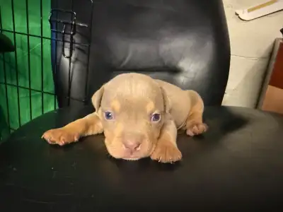 puppy for sale , View more