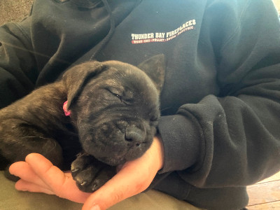 Mastiff/Cane Corso Puppies- ready to be your new camping buddy