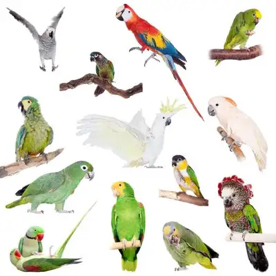     Safe & Loving Home for Your Bird , View more