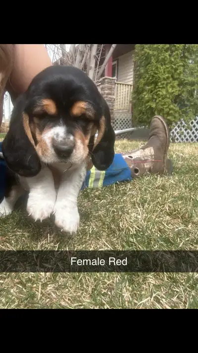 BASSET Hound Puppies, View more