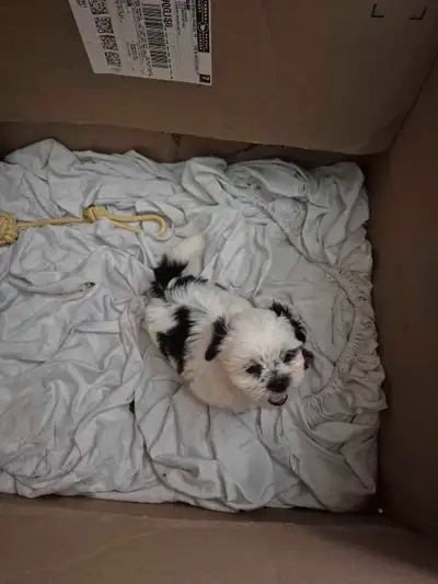 Shihtzu puppies 1 boy   White and black, View more