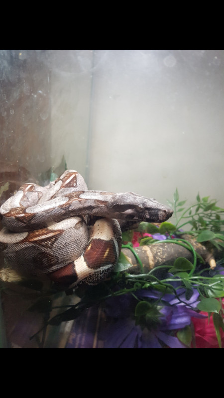 MALE Suriname bcc boa constrictor in Reptiles & Amphibians for Rehoming in Ottawa - Image 2