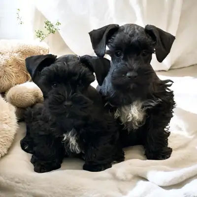 Petits schnauzer nain, prêts à partir dès maintenant.Il sont vacciné, vermifugé, toiletté,vu par le...
