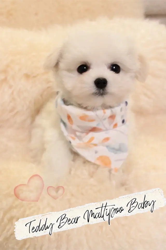 ❤️ TEDDY BEAR ❤️ TOY SIZE MALTIPOO BABIES READY TODAY ❤️ in Dogs & Puppies for Rehoming in Victoria - Image 9