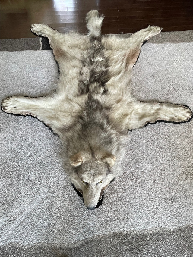   Polar Bear, Arctic Wolf and Muskox Full-Head Mount Rugs in Arts & Collectibles in Edmonton - Image 3