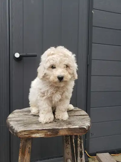 Adorable Bichonpoo Puppies!!, View more