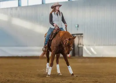 MB- Ride On Ranch 10+yr experience starting horses right! Tons of references worked alot with differ...