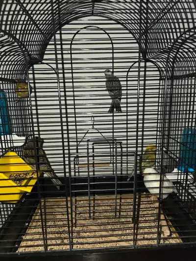 canaris a vendre avec ou sans cages, View more