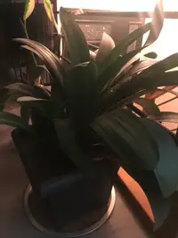 House plants - bromeliad
