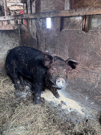  Intact 1.5 year old boar looking for new lady 
