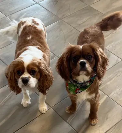 Rehoming Two King Charles Cavaliers, View more