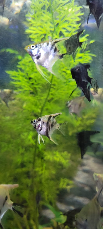 Angelfish for Sale in Fish for Rehoming in Burnaby/New Westminster