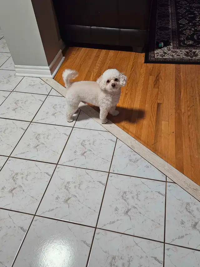 Adult Toy Poodle in need of a loving home in Dogs & Puppies for Rehoming in Markham / York Region - Image 3