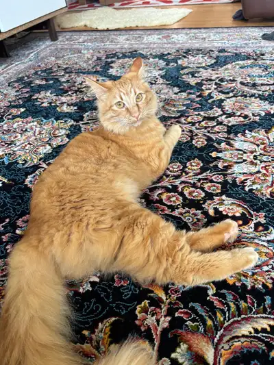 Adorable maincoon looking for a loving home, View more