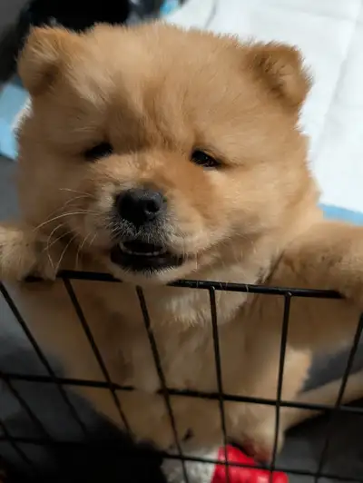 Bonjour, j'ai présentement deux beau petit chiot chowchow pure race, ils sont nés le 26mars, et sero...