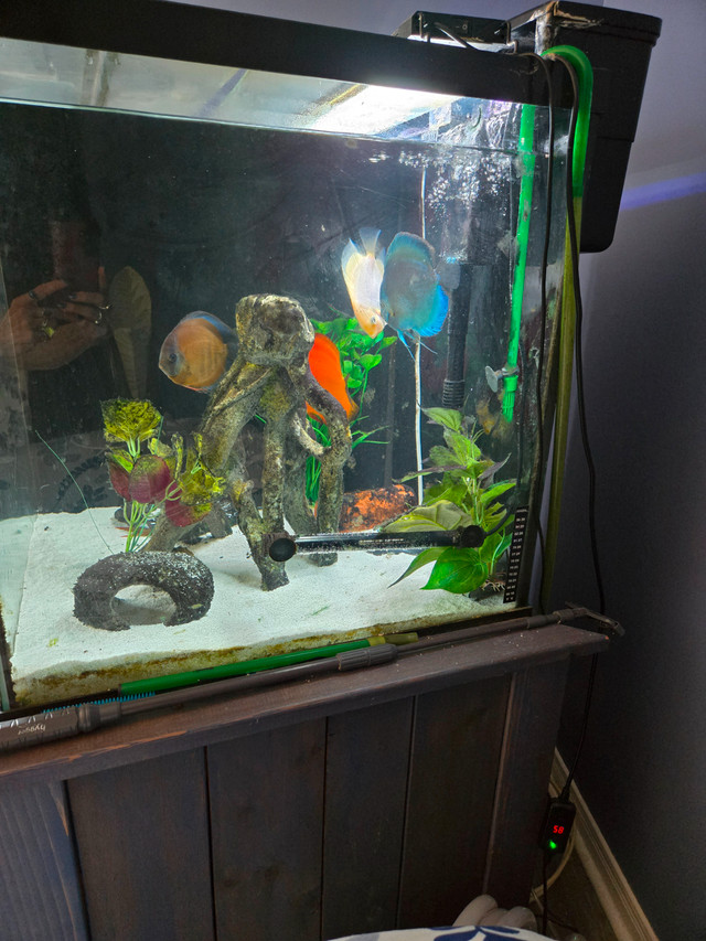 Moving.  Fish tank and all accessories must go. $400 obo in Fish for Rehoming in London - Image 2