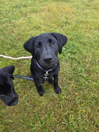 BENELLI: CKC Reg  Black Labrador Puppy, View more