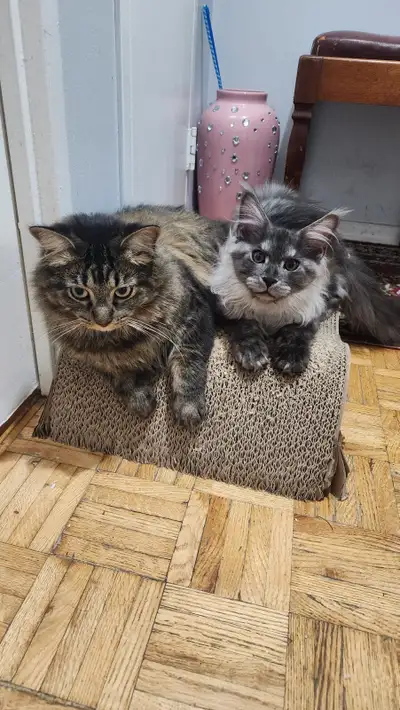 Cats for sale, View more