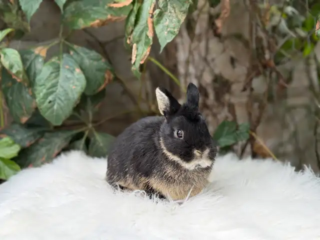 Neutered Netherland dwarf bunnies | Small Animals for Rehoming | Oshawa ...