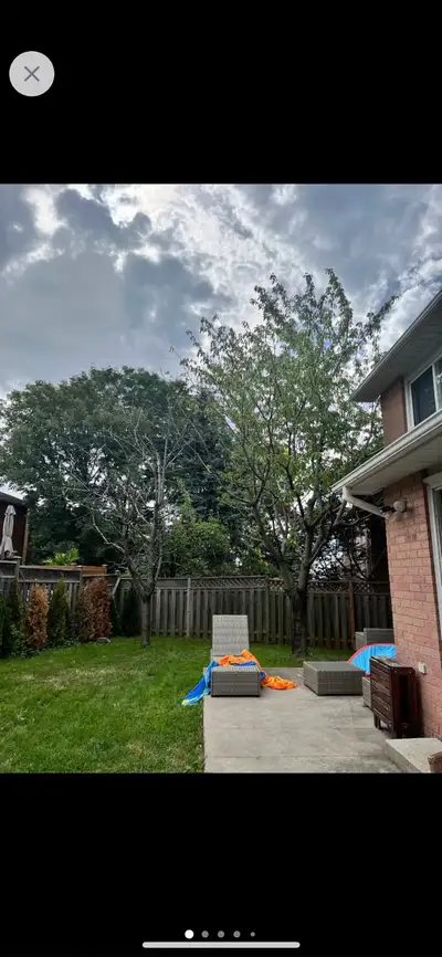 Small Guys Tree, Shrub & Stump Removal, View more