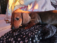 ONLY 1 LEFT!!!! ADORABLE MINIATURE DACHSHUND PUPPIES!!!