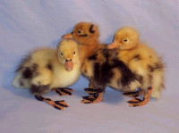 Ancona Ducklings