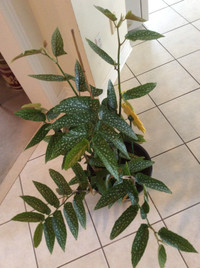 Impressive Tropical Cane Stemmed Begonia with Bamboo Stakes