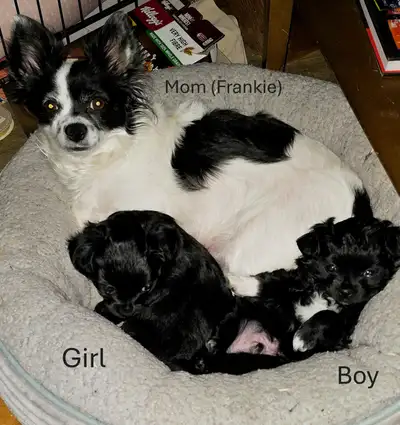 ✨ Adorable Chihuahua X Puppies – Ready for Their New Homes! ✨, View more