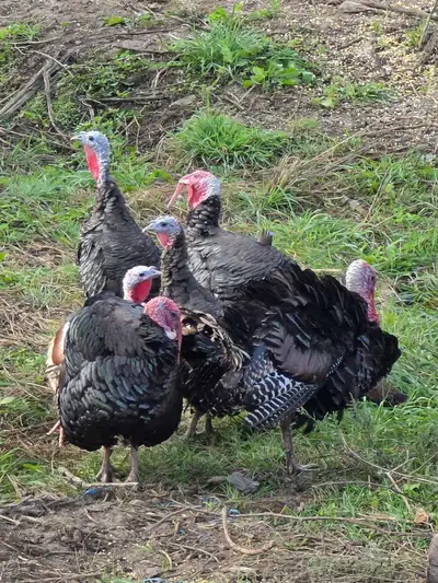 turkey for sale $75 each 125 a pair , View more