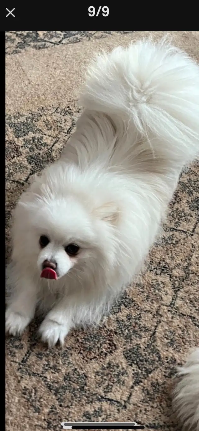 Pomeranian purebred  puppies ❤️ in Dogs & Puppies for Rehoming in Edmonton - Image 11