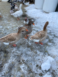 American Buff Geese … One gander available